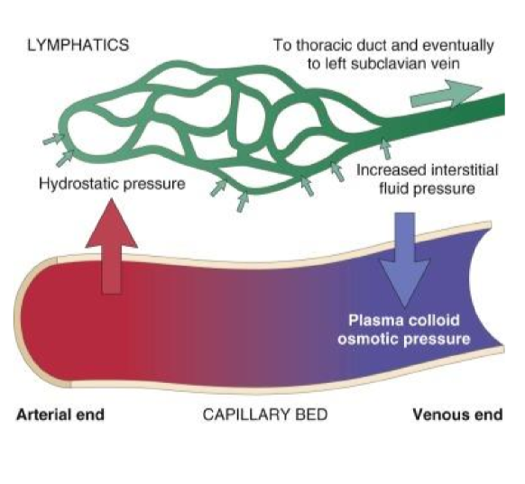 <p>There is more absorption on the venous end of capillaries due to lower hydrostatic pressure and and increased colloid proteins pulling water back into the vessels</p>