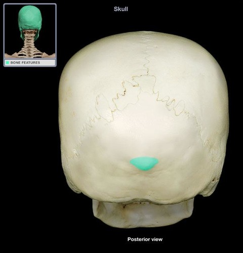 <p><span style="font-family: Arial, sans-serif">Name that bone marking</span></p>