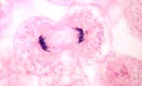 <p>What phase of cell division is shown</p>