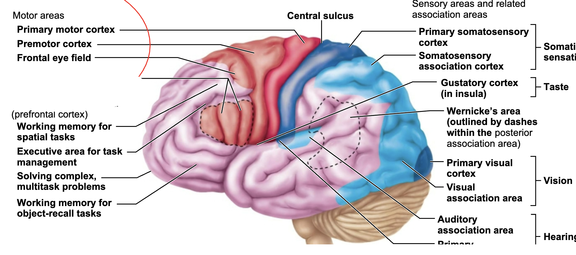 <p>What is this brain regions name and function?</p>