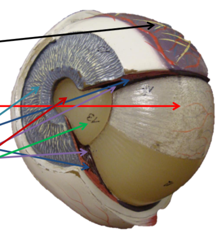 <p>ID strcuture (purple arrow)</p>