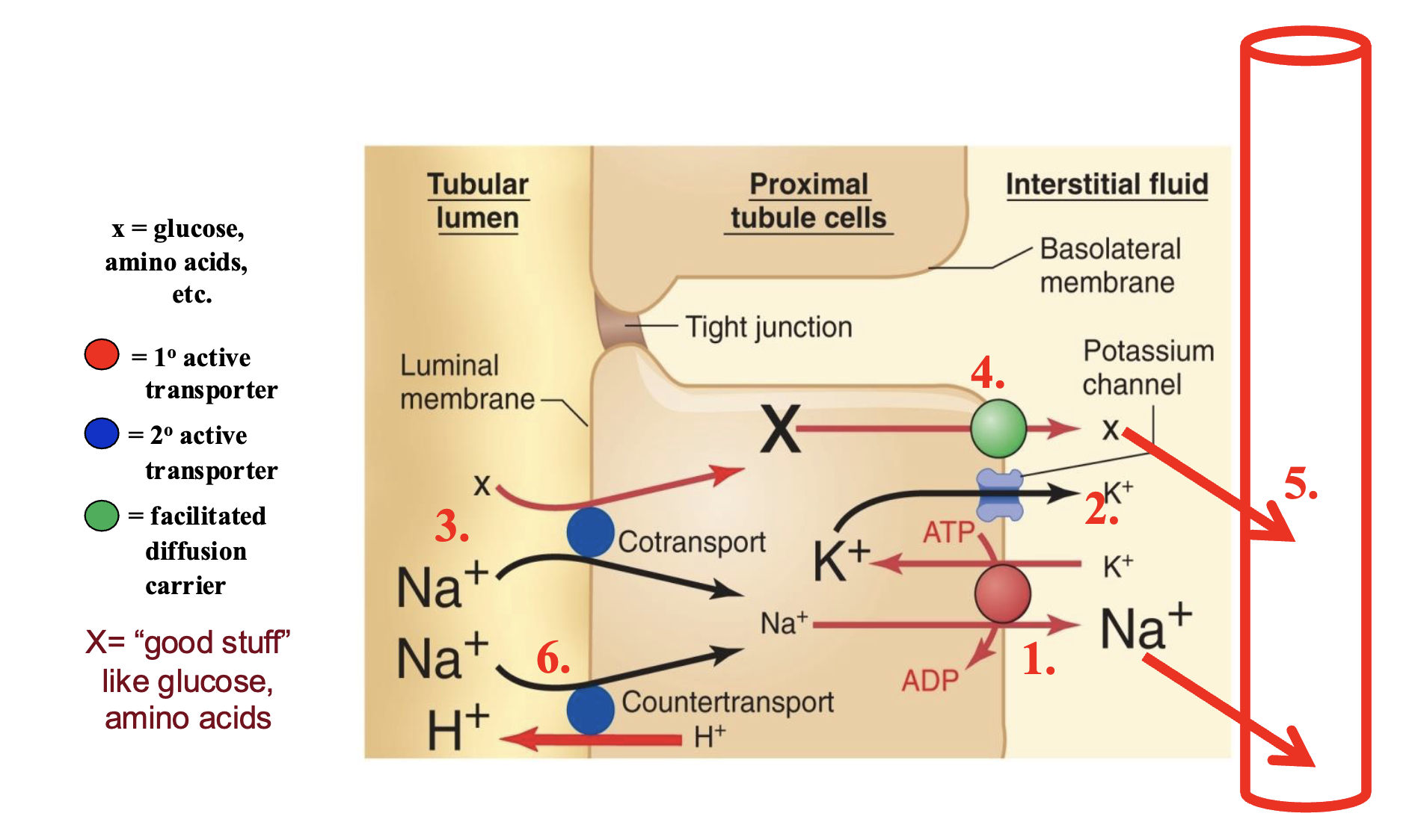 <p>65% of reabsorption occurs here and is non regulated</p>