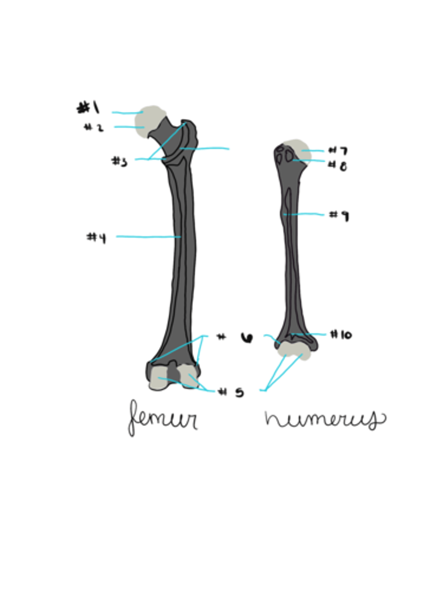 <p>femur and humerus</p>