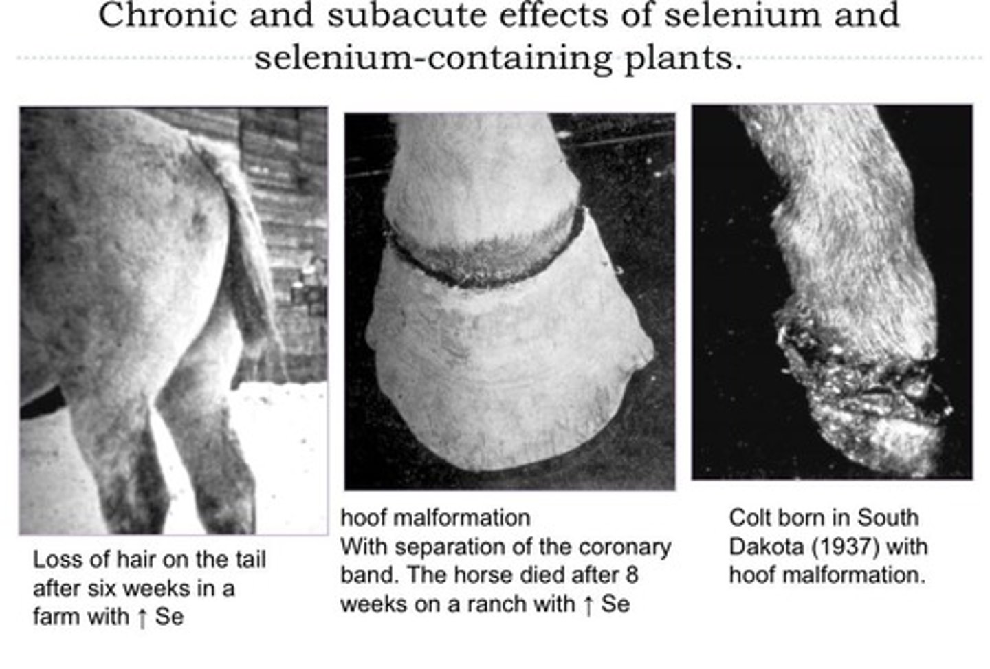<p>Death within hours, particularly in cattle and sheep.</p>