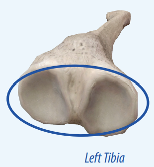 <p>Provides structural support and absorbs most of the force exerted by the joint.</p>