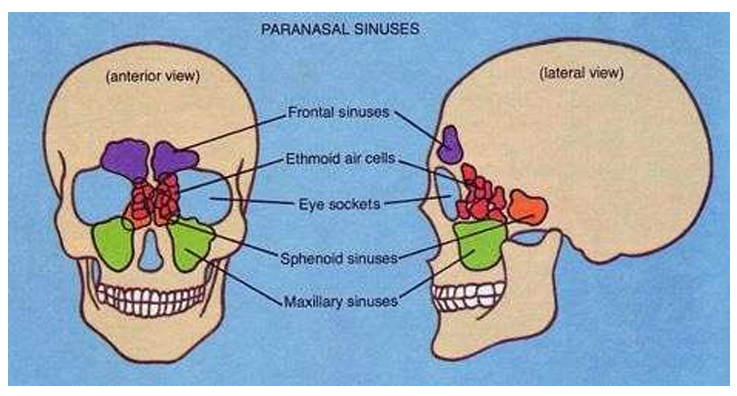 <p>Frontal, sphenoidal, maxillary, ethmoid </p>