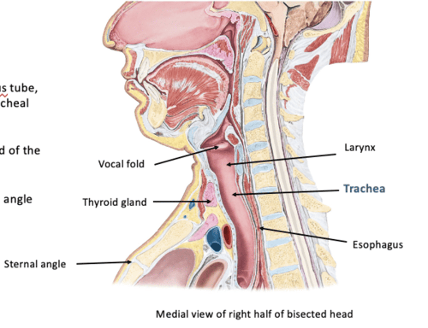 <p>fibrocartilagenous tube, supported by incomplete tracheal cartilages</p><p>-extends from inferior end of larynx at C6 level</p><p>-ends at level of sternal angle or T4-T5 IV disc</p>