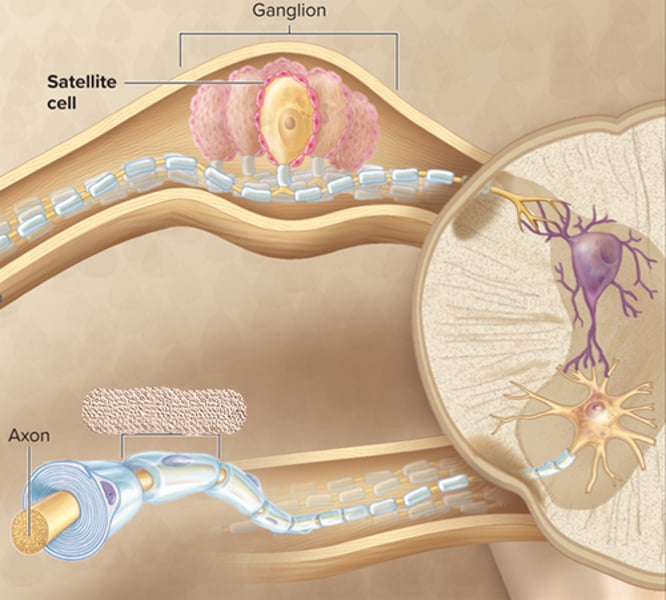 <p>-arranged around neuronal cell bodies in ganglion<br>-electrically insulate and regulate the exchange of nutrients and waste</p>