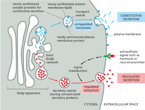 <p><strong>constitutive exocytosis: </strong>Soluble proteins that are continuously secreted from the cell, also continuously supplies the plasma membrane with newly synthesized lipids and proteins—&gt; <strong>doesn’t require signal sequences</strong></p><p><strong>regulated exocytosis: Specialized secretory cell; </strong>which selected proteins into the trans Golgi network are<strong> diverted into secretory vesicles</strong>, where the proteins are concentrated and stored until an<strong> extracellular signal stimulates their secretion.</strong></p><ul><li><p>Release of insulin from pancreatic B cell; increase in glucose levels—&gt; rapid dissolves into the blood</p></li></ul>