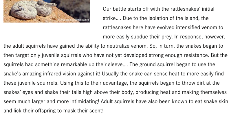 <p>rattlesnake vs. ground squirrel</p><ul><li><p>over time, the rattlesnake’s venom has become more potent but the ground squirrel, whose only enemy is the rattlesnake, has developed stronger and stronger immunity to its venom</p></li></ul>