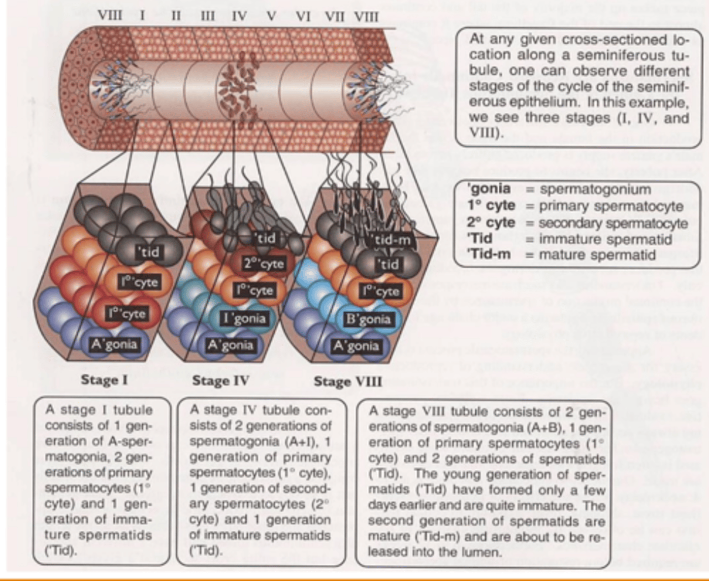<p>many stages are occurring at different locations</p>