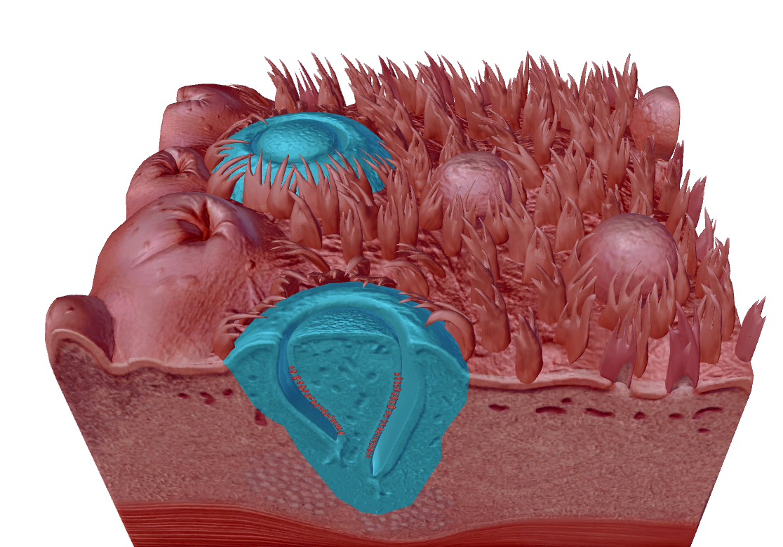 knowt flashcard image