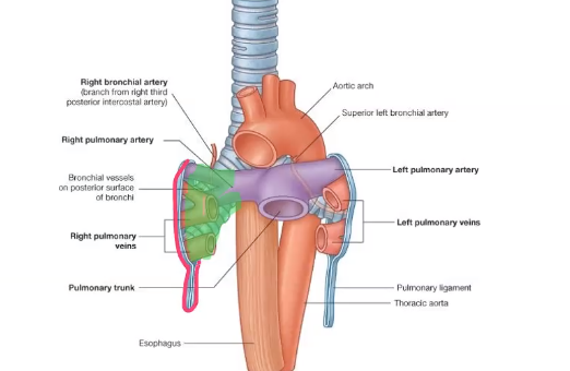 <p>pulmonary artery, two pulmonary veins, main bronchus, bronchial vessels, nerves, lymphatics</p>