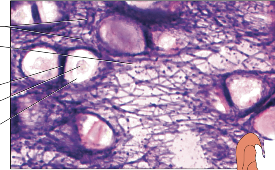 <p>name the components of the connective tissue from top to bottom. name the specific type of connective tissue </p>