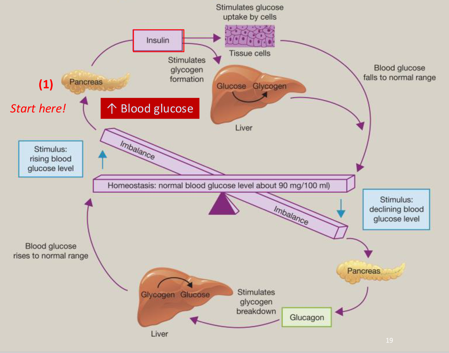 <p>blood glucose levels increase, releasing insulin</p><p>insulin enables glucose transporters to take up glucose from the blood into cells</p><p>insulin promotes the formation of glycogen in the liver and the conversion of excess glucose into fat for storage</p>