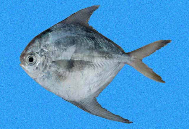 <p>Short and blunt snout</p><p>no pelvic fins</p><p>deeply forked caudal </p><p>very long anal fin</p><p>long dorsal fin</p>
