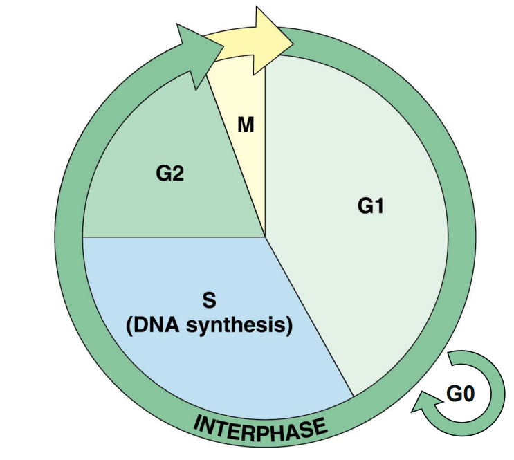 <p>process that starts when a new cell forms, and ends when the cell divides </p><p>G1 → S → G2 → M </p><p>G0 phase - cells that do not divide stay here </p>