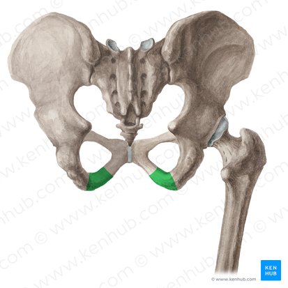 <p>extends inferiorly from the body of the ischium</p>