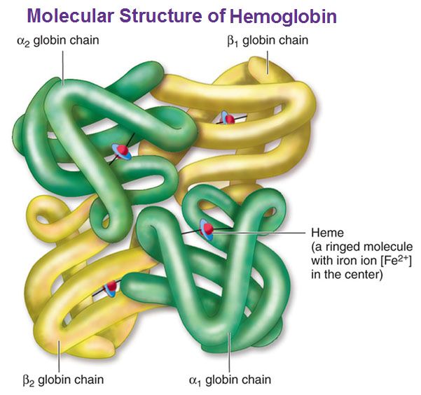 a protein found in red blood cells that is responsible for carrying oxygen from the lungs to the body's tissues and removing carbon dioxide. 

It consists of four subunits, each containing a heme group that binds to oxygen.

plays a crucial role in maintaining oxygen balance in the body.
