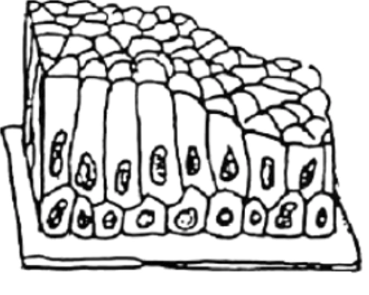 term image
