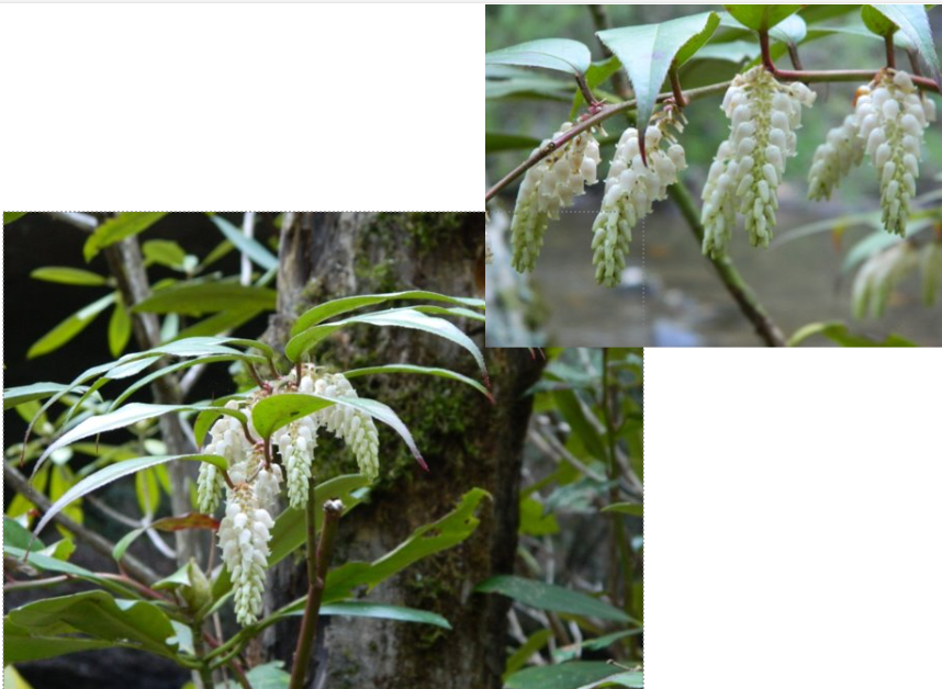 <p><span>Multi-stemmed, broadleaf evergreen shrub, fountain-like arching habit. Branches often appear weighted down with the drooping spikes of white, waxy, urn-shaped flowers. Long, pointed, dark-green, glossy foliage turns red-green and purple in winter</span></p>