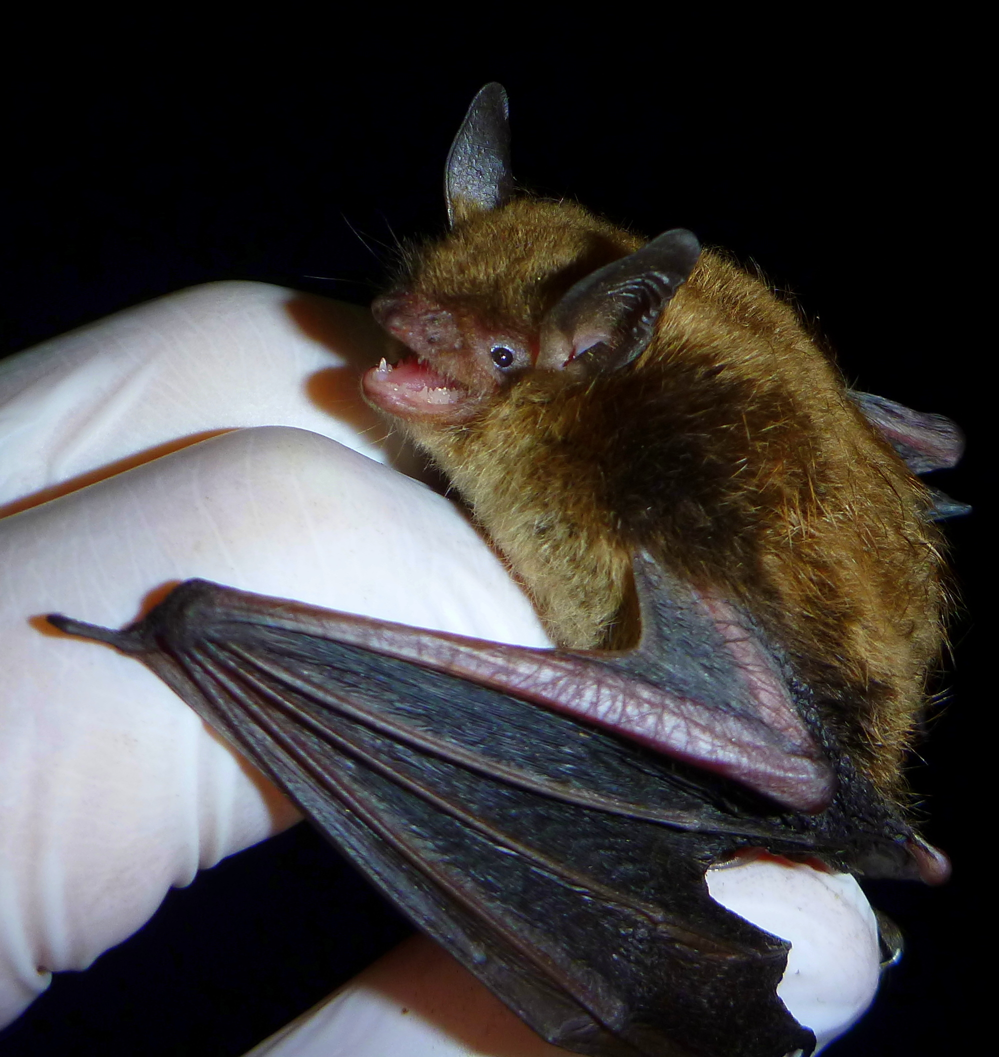 <p><em>Myotis lucifugus</em></p>