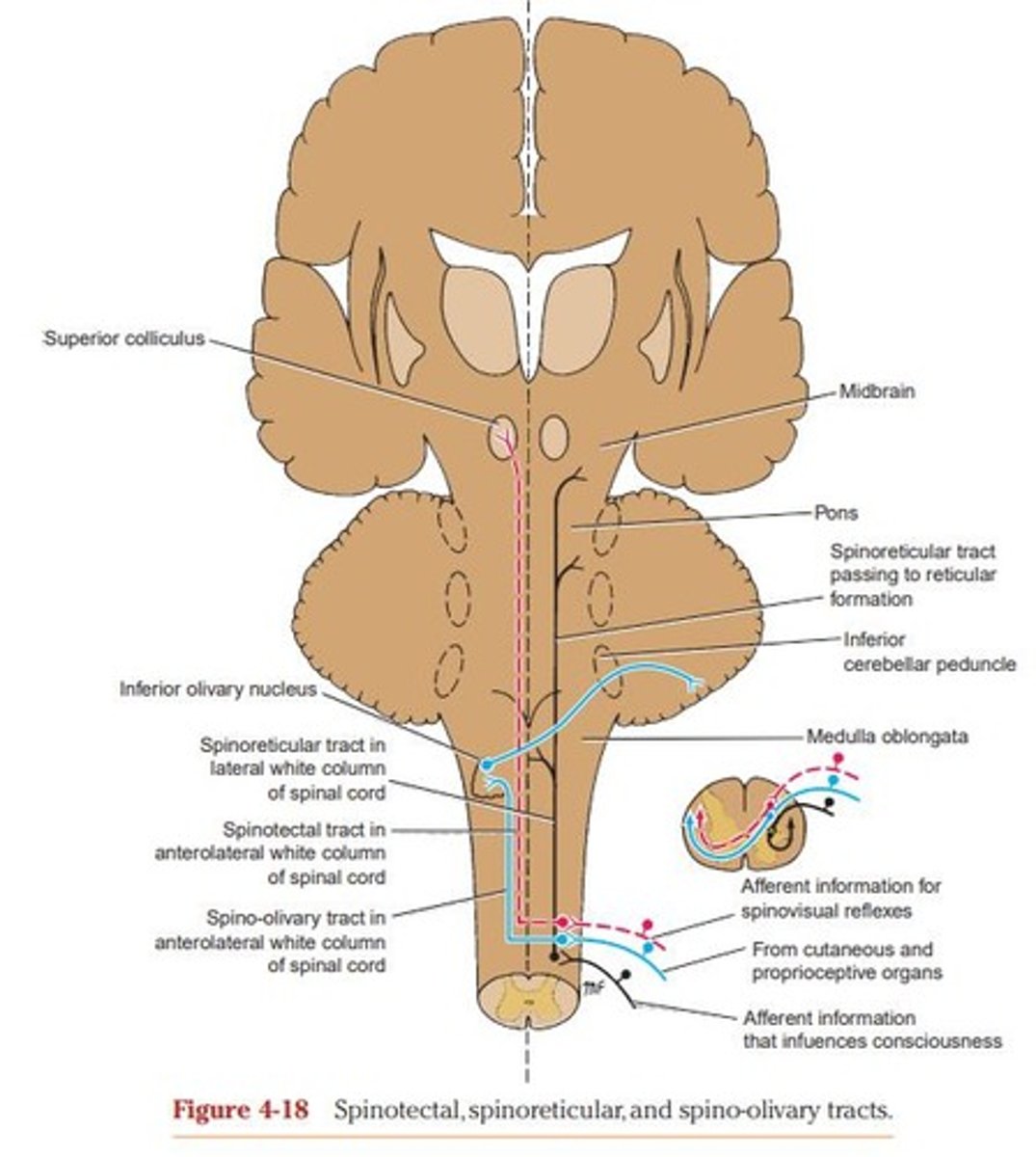 <p>Posterior Root Ganglion → Unknown 2nd order neuron → Cross to opposite side → Ascend as spino-olivary tract → Inferior Olivary Nuclei → Cerebellum.</p>