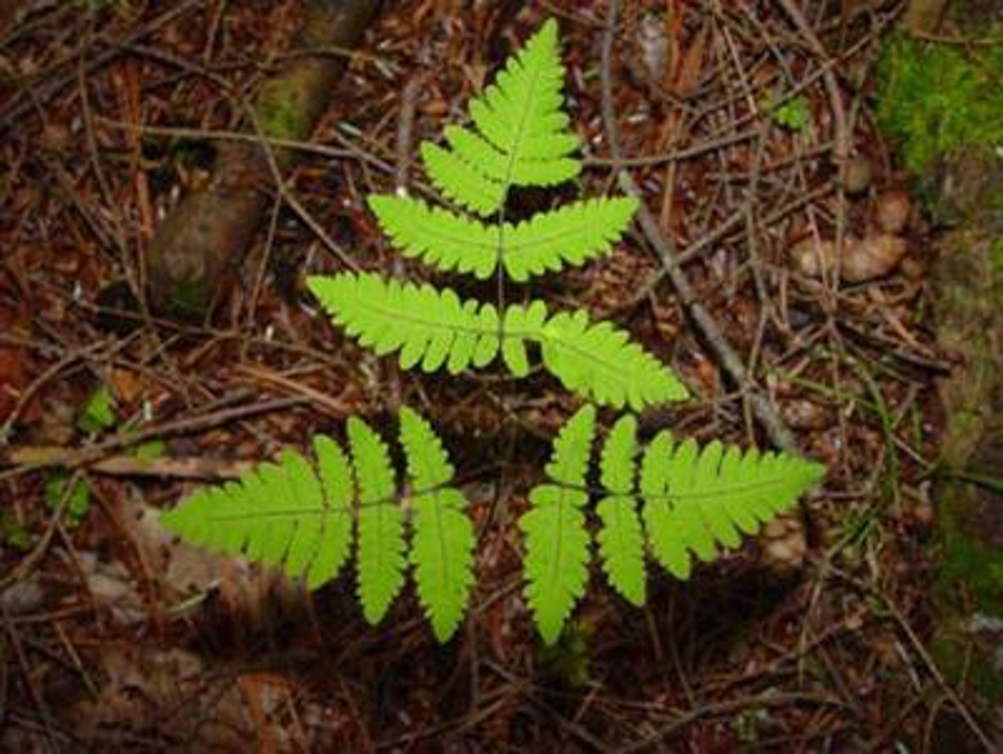 <p>oak fern</p>