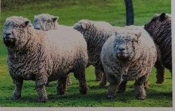 <p>originated in 1700s in england and were imported to us in early 1800s getting their name from their teddy bear like face. wool is short and fine and can be classified as cashmere. good natured, hardy breed with strong flocking instincts, they do not do well raised alone.</p>