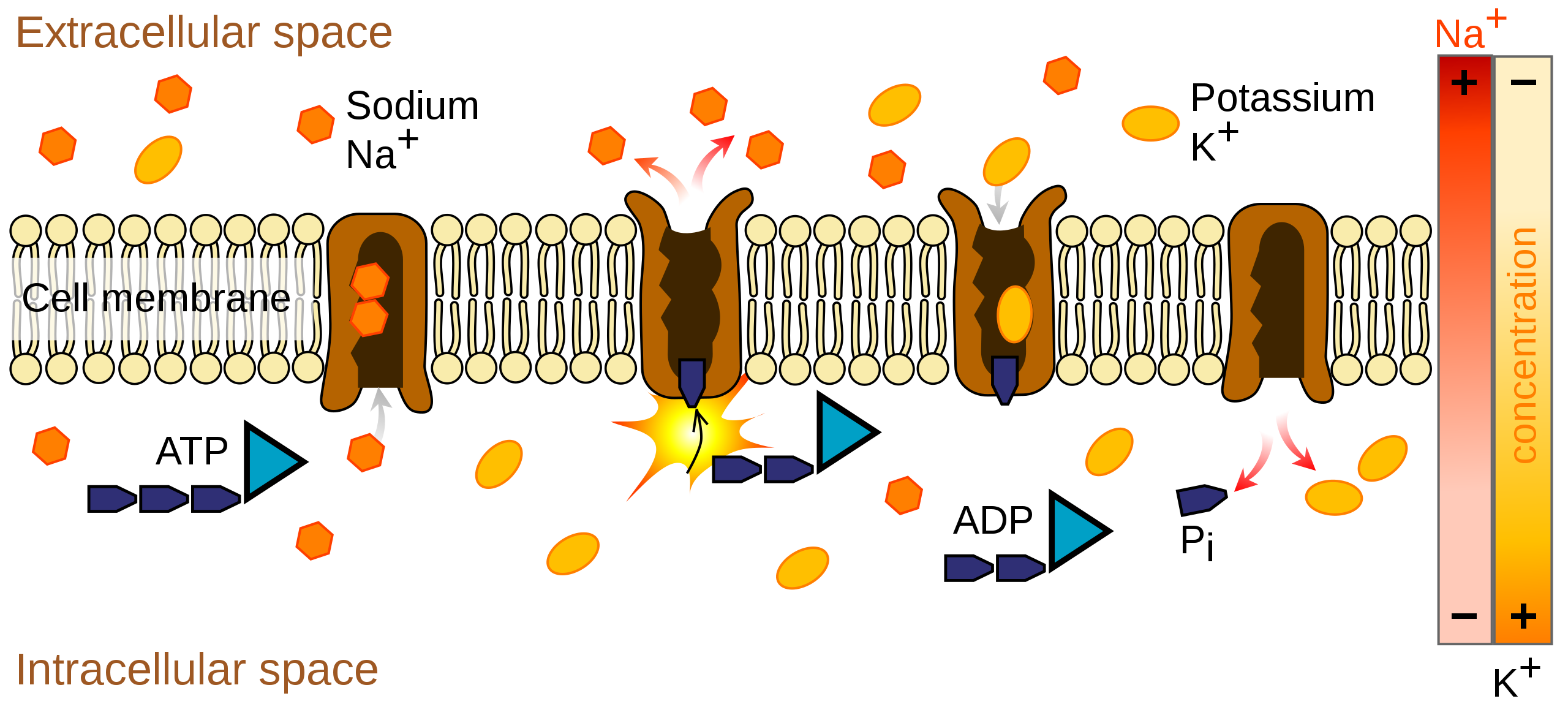 <p>Exchanges Na+ for K+ in animal cells</p><ul><li><p><mark data-color="yellow">Na+</mark> is <mark data-color="green">high (outside )</mark>  to <mark data-color="red">low (inside)</mark></p></li><li><p><mark data-color="blue">K+</mark> is <mark data-color="green">high (inside)</mark> and <mark data-color="red">low (outside)</mark></p></li><li><p><strong>against concentration gradient = uses ATP ( active transport )</strong></p><ul><li><p>3 NA leave</p></li></ul></li><li><p></p><ul><li><p>2 K enter</p></li></ul></li></ul>