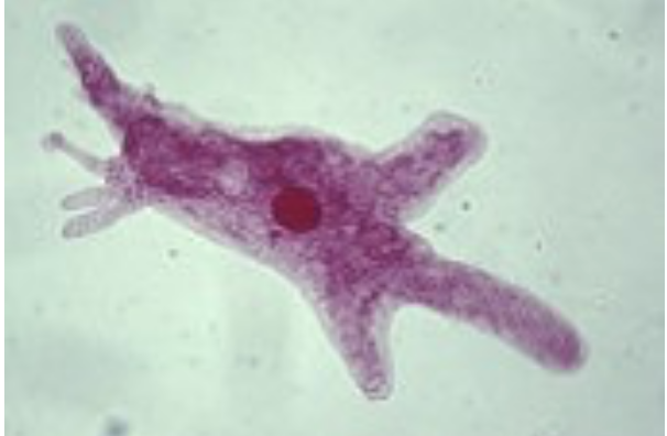 <p>What supergroup does this protist belong to</p>