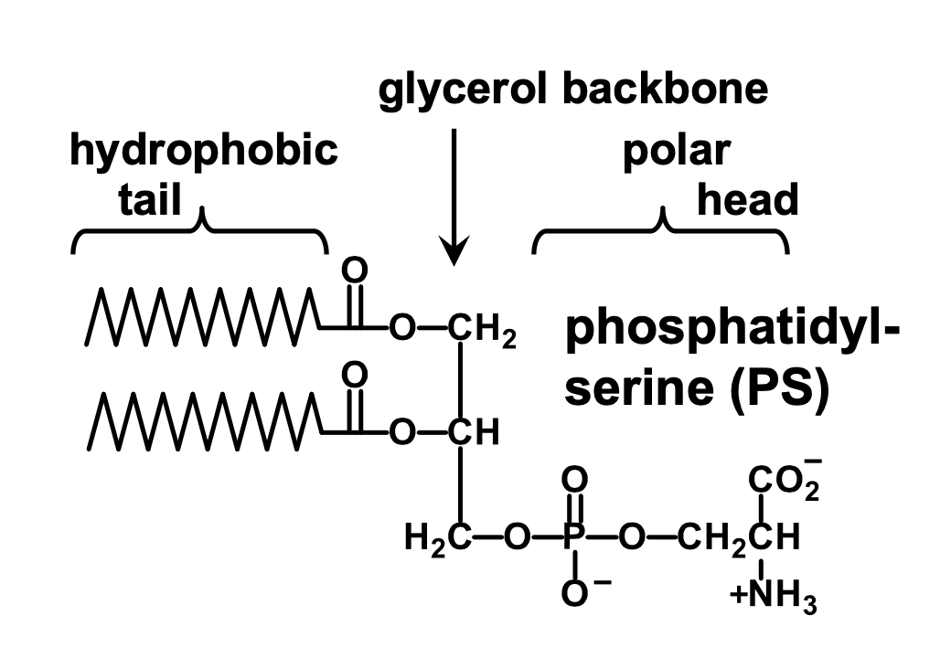 <p>It is a serine connected to the phosphate group of phosphatidate</p>