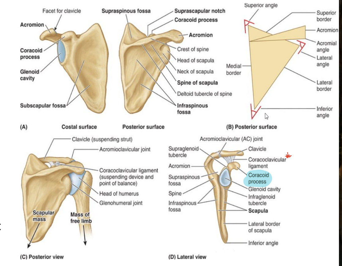 <ol><li><p>Acromion - highest point of the shoulder and forms the acromioclavicular joint with the clavicle. </p></li><li><p>Coracoid process (Kaw!) - attachment site for coracoclavicular ligament that suspends the upper limb from the clavicle</p></li><li><p>Spine of scapula separates posterior side into supraspinous and infraspinous fossas</p></li><li><p>Suprascapular notch - a grove on the scapula that allows passage of the suprascapular nerve and vessels. </p></li></ol><p></p>