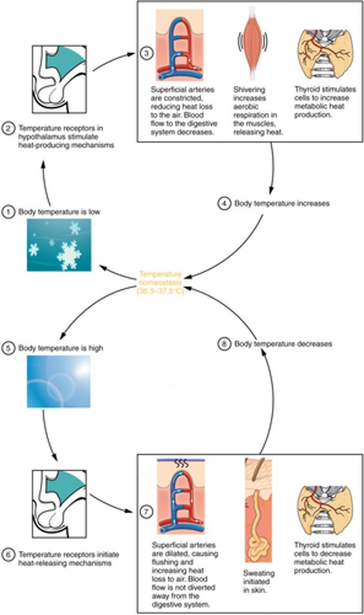 <p>- Hypothalamus receives info about body temperature from thermoreceptors</p><p>- Hypothalamus receptors = detects internal temp</p><p>- Skin receptors = detects external temp</p><p>- Hypothalamus sends signals to effectors</p><p>- Effectors respond to restore optimum temp</p>