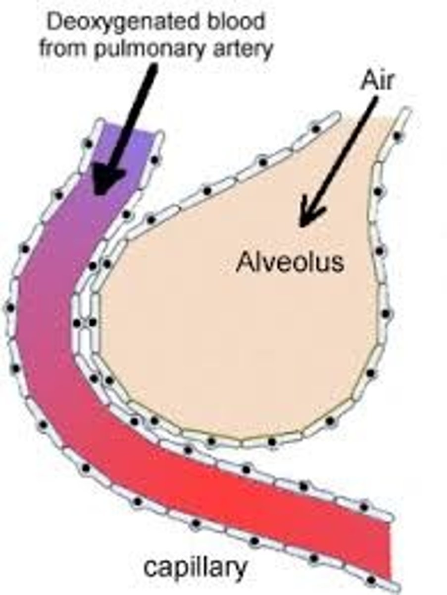 <p>where airways and pulmonary circulation meet for gas exchange</p>