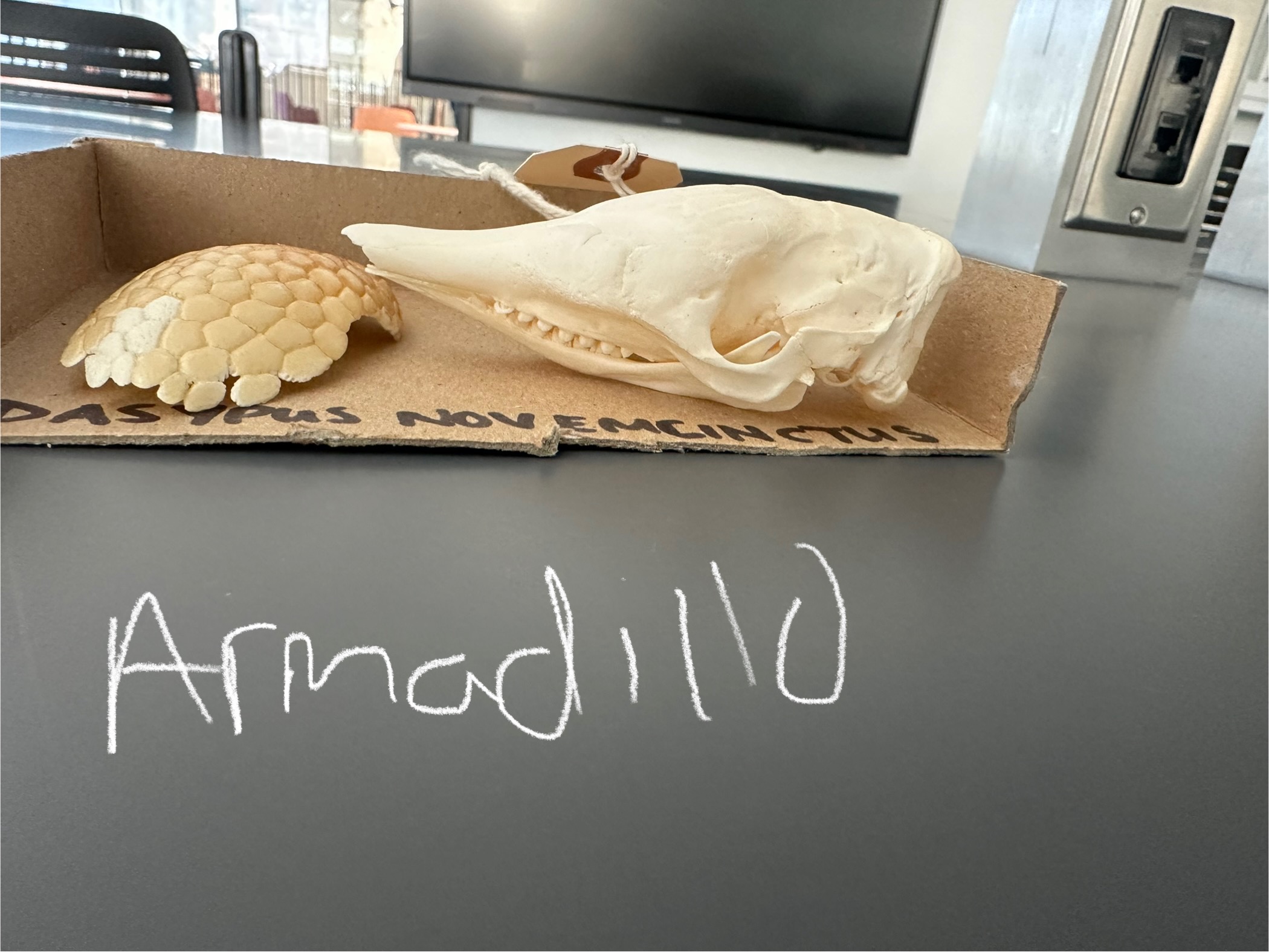 <p>What animal skull and armor plate does this belong to?</p>