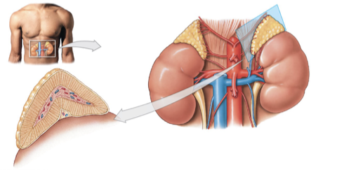 <p>Neuro-endocrine cells </p><p>Secretes epinephrine (~75-80%) and norepinephrine (~20-25%)</p><p>Produce increased availability of energy resources </p><p>Produce increased rate and force of cardiac contractions and other sympathetic effects </p>