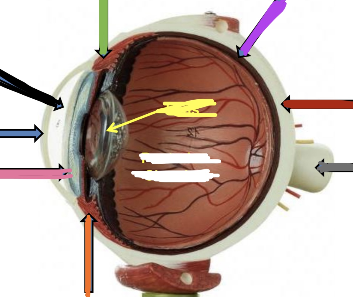 <p>Purple points to what part of the eye (Cross-Section)</p>