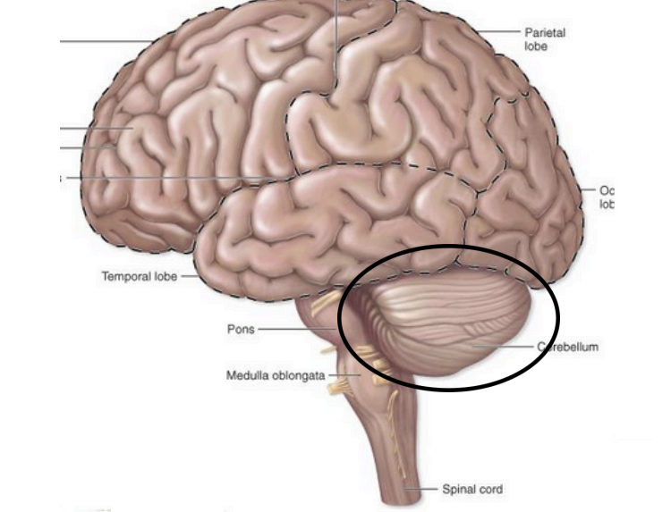 <p>Metencephalon – <strong>cerebellum functions</strong></p>