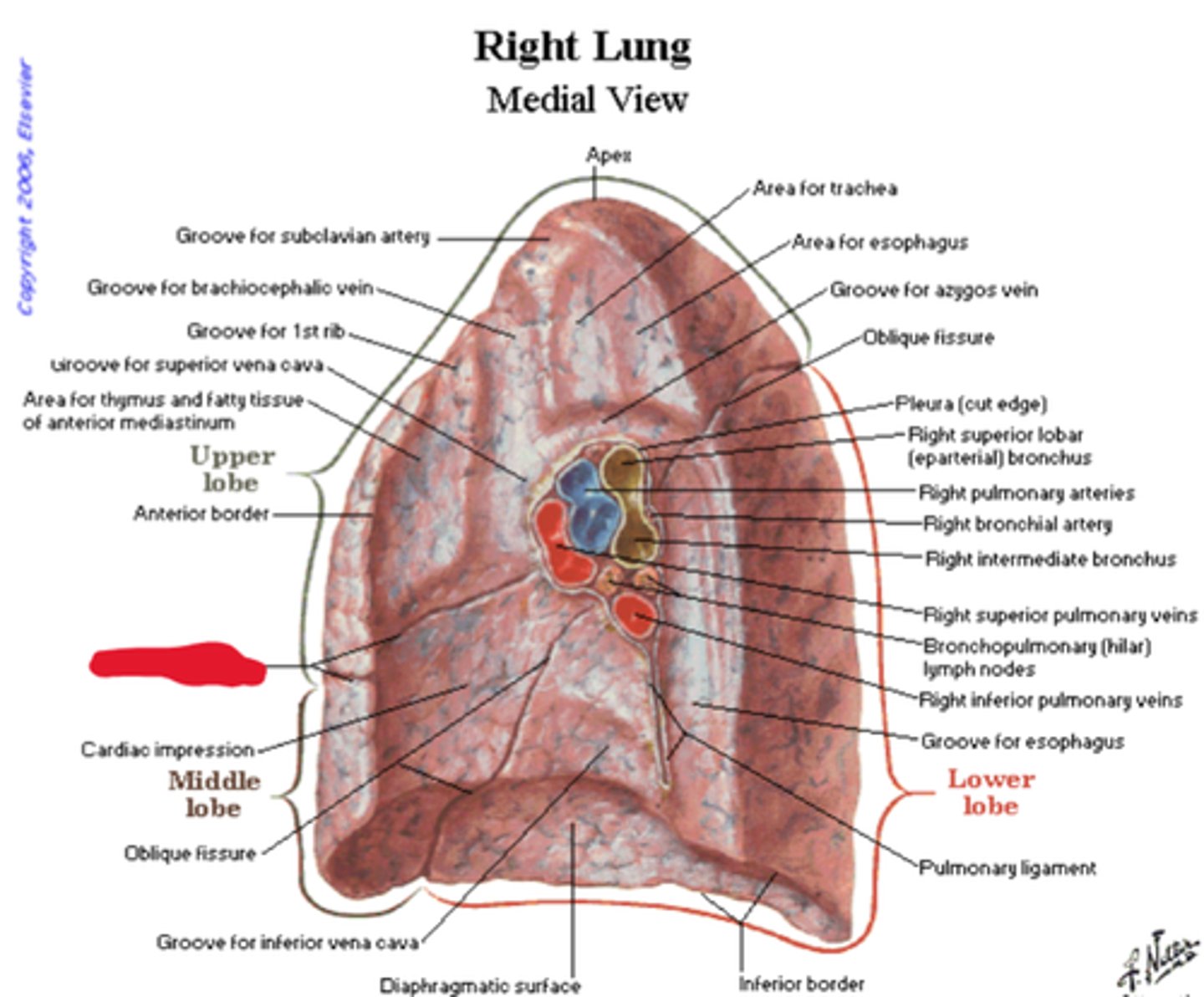 knowt flashcard image