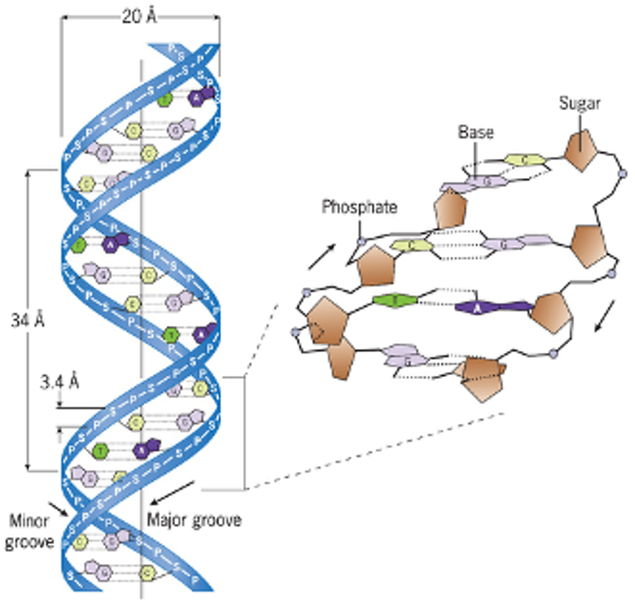 <p>The model proposes that DNA is composed of two chains of nucleotides that spiral around each other, forming a double helix.</p>