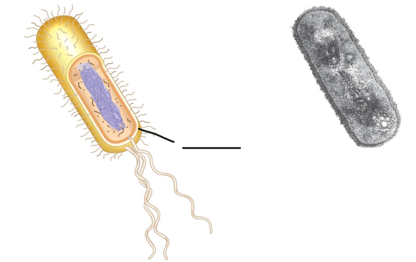 <p>what is this (a typical rod-shaped bacterium)</p>