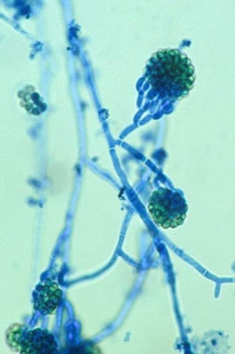 <p>Rapid</p><p>White, fluffy, turns green</p><p>Reverse: white</p><p>Microscopic: phialoconidia held in a ball</p><p>Conditions: contaminant; n/a</p>