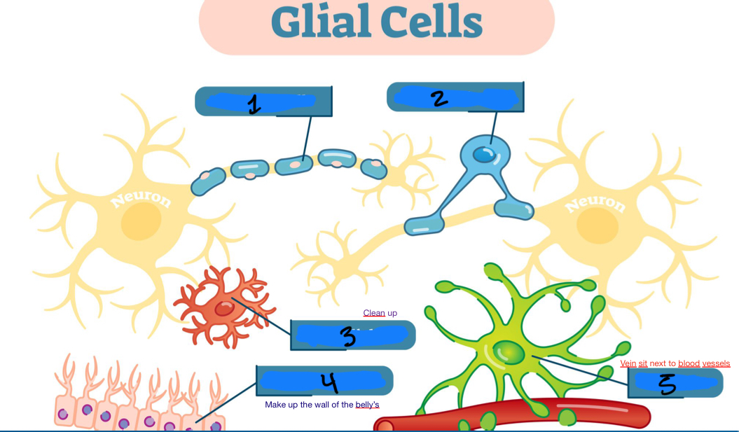 <p>Name each glial cell</p>