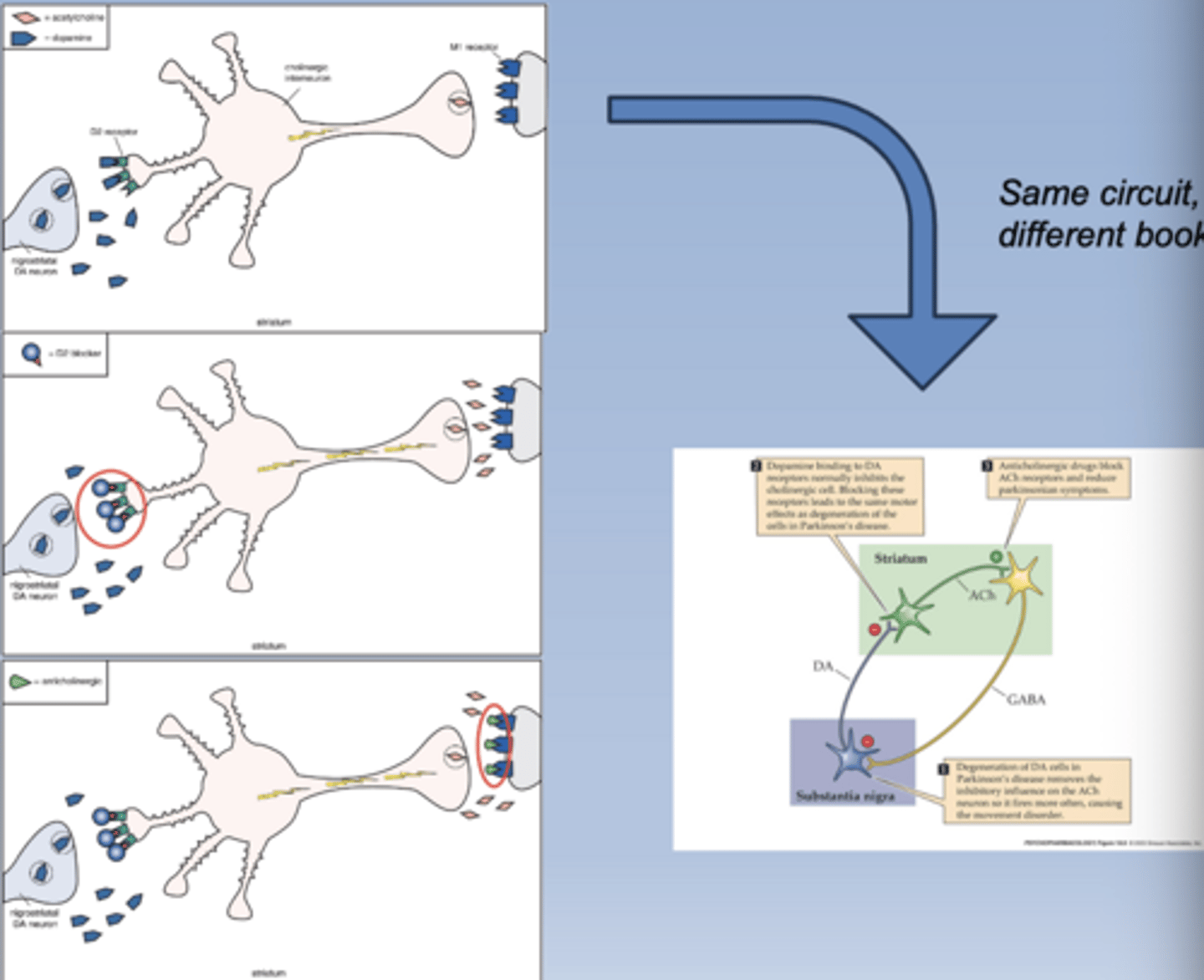 <p>-Muscarinic antagonists can combat the adverse effects from increased ACh</p><p>-Benztropine is a common muscarinic antagonist</p>