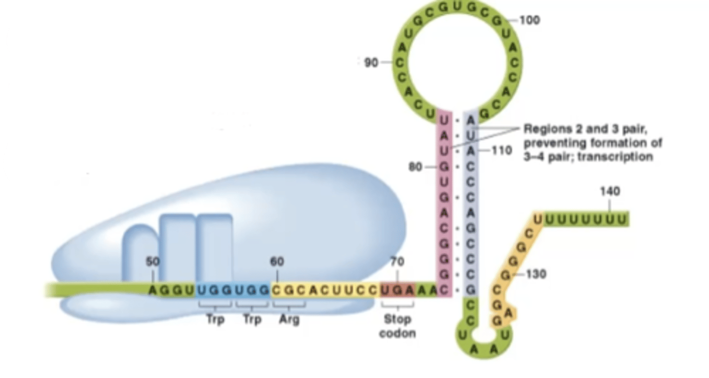 <p>-not enough tryptophan in the system to start synthesis of the leader peptide so ribosome stalls</p><p>-while ribosome is stalled, sequences 2 and 3 of trpL are made and will pair up</p>