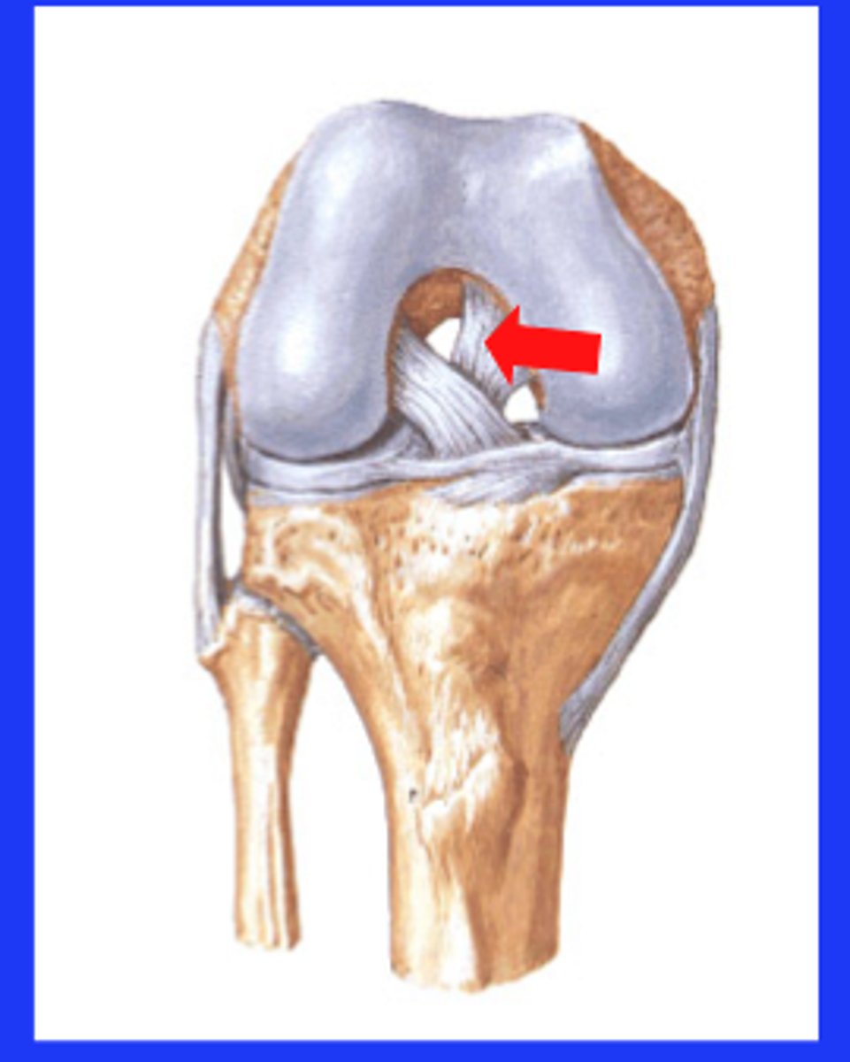 <p>the posterior tibial attachment site</p>