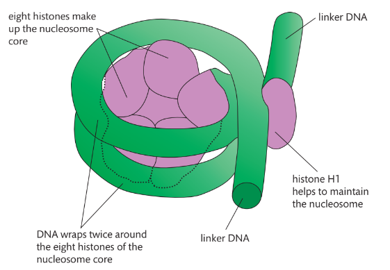 <p>DNA packaging is essential because the nucleus is microscopic, so DNA is paired with a type of protein called a histone.</p><p>DNA is inaccessible to transcription enzymes when wrapped around histones &amp;  in even more elaborate structures. This regulates the transcription process, allowing only certain areas of the DNA molecule to be involved in protein synthesis.</p>