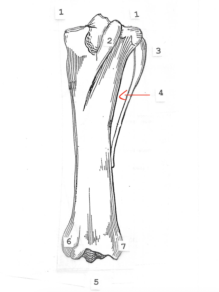 <p>label the structure of the tibia and fibula&nbsp;</p>