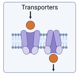<ul><li><p>Proteins that carry substances across membranes</p></li><li><p>Transporters can move substances against a gradient (active transport).</p></li></ul><p></p>